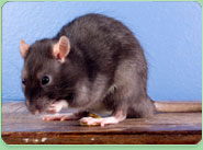 rat control Denmark Hill