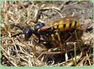 wasp control Denmark Hill